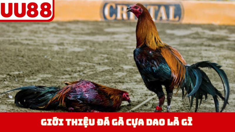 Giới thiệu đá gà cựa dao là gì